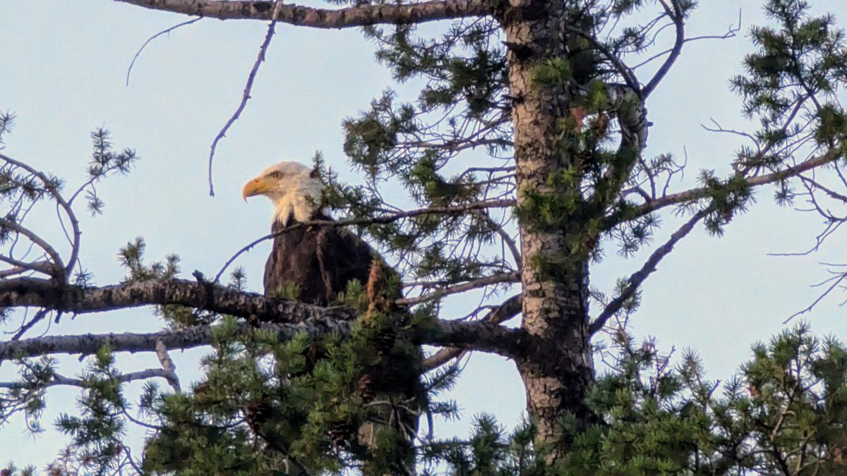 SDPhotos22's tweet photo. Beautiful Bald eagles this morning! #baldeagles #beautifulnature #Canada #photooftheday #photograghy #bigfuckinbird #NaturePhotography #NatureTherapy https://t.co/fbyBBKyWXw