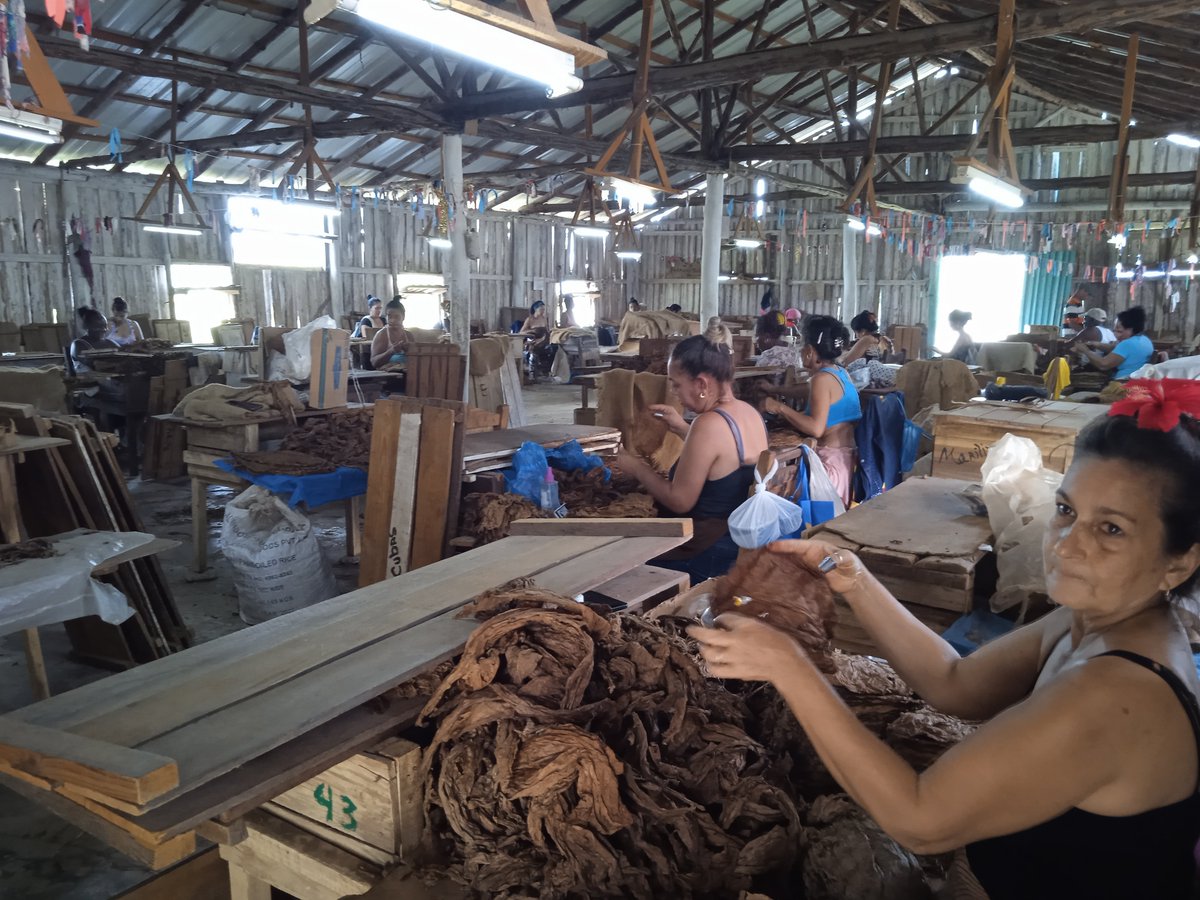 CdrPalacios's tweet photo. Los Comités de Defensa de la Revolución y la Federación de Mujeres Cubanas visitan el Despalillo VD # 18 dónde se intercambia con los trabajadores #CDR #CDRCuba #SomosDelBarrio #Cuba https://t.co/9SmdhFkOge