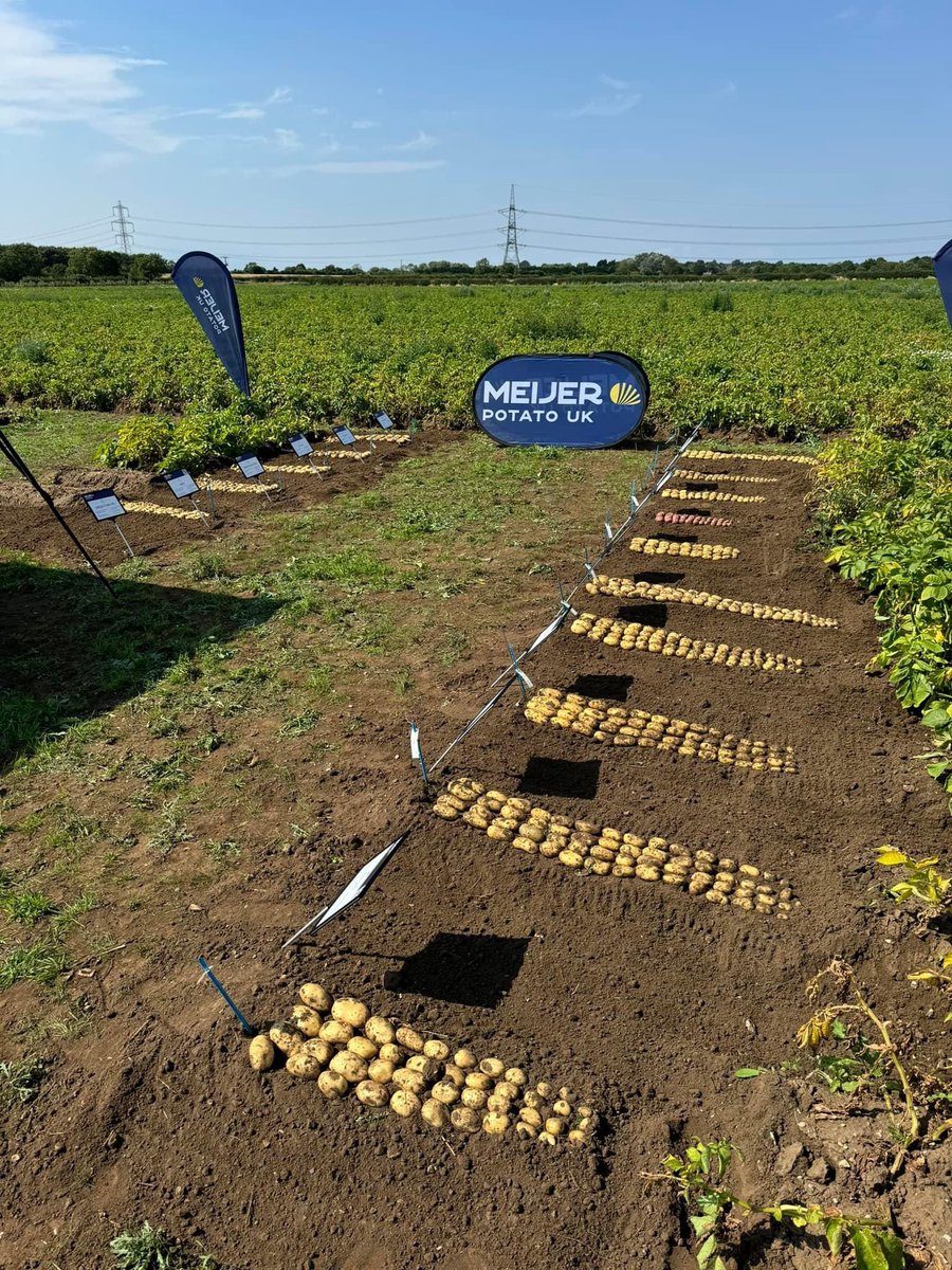 All set up for the annual WCM open day event tomorrow. All the variety range on display including new introductions Drummer and Lady Luce! We will be there tomorrow from 9-3 and look forward to seeing you there!

W3W - ///puts.advancing.limbs