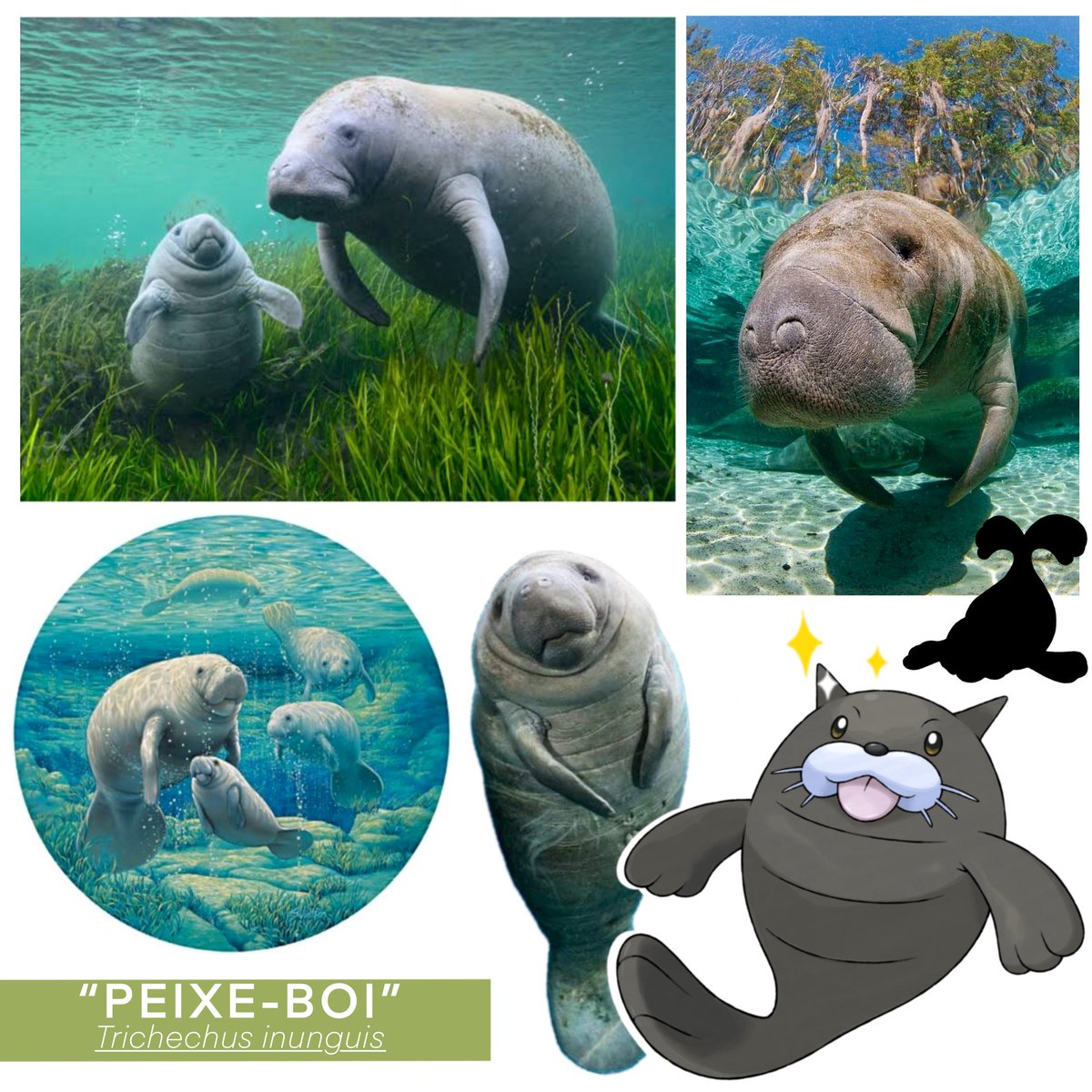 GregAndrade22's tweet image. SEEL (Sehadian Form) 
Manatee Pokemon 
TYPE: WATER / GROUND

🇧🇷 
SEEL (Forma Sehadiana) 
Pokemon Peixe-boi 
TIPO: ÁGUA / SOLO
🦭💧⛰️🪷👶🏻

#pokemon #pokemonfanart #fakemon #manatee #peixeboi #sugimoristyle