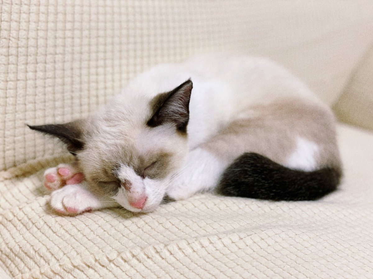 skz__may's tweet photo. 保護猫を迎えたいという長年の夢　リノさんが支援していると知ってより強くなっていたので　叶ってほんとうに幸せな日々です🕊️　慌ただしくて以前よりオンタイムでコンテンツに食い付けてはいないですが　少しずつ自分のタイミングで大切に鑑賞しています　今も変わらずスキズは私の中でたいせつです https://t.co/To1WjqOWi6