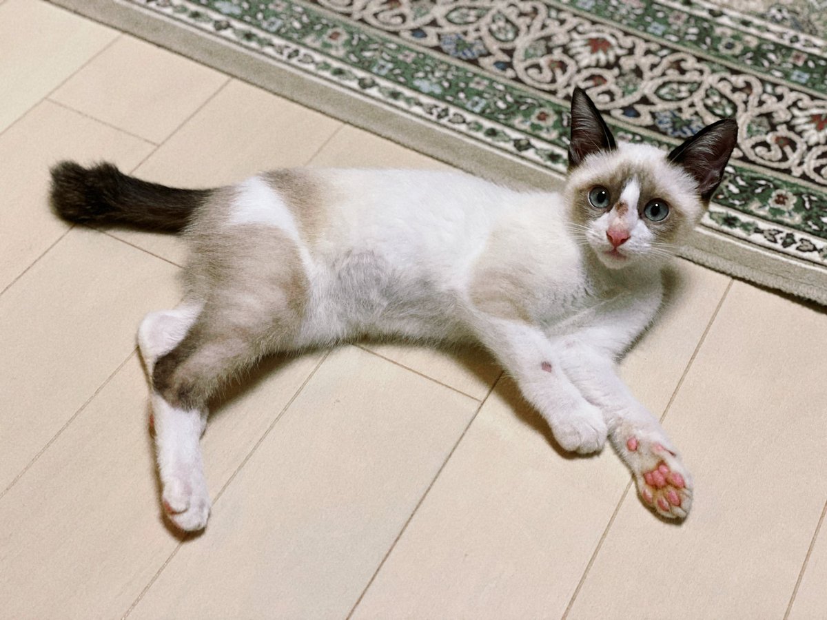 skz__may's tweet photo. 保護猫を迎えたいという長年の夢　リノさんが支援していると知ってより強くなっていたので　叶ってほんとうに幸せな日々です🕊️　慌ただしくて以前よりオンタイムでコンテンツに食い付けてはいないですが　少しずつ自分のタイミングで大切に鑑賞しています　今も変わらずスキズは私の中でたいせつです https://t.co/To1WjqOWi6