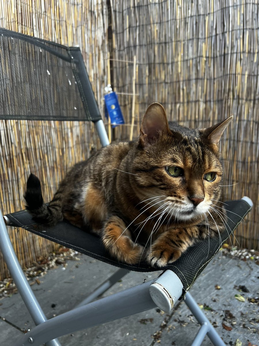 LokitheB's tweet image. Inz deez warm weather, allz I can doez iz chillz! #CatsOfTwitter #CatsOnTwitter #catsofinstagram #teambengal #bengalcat Hope all our Fwenz are wellz! 😸😻