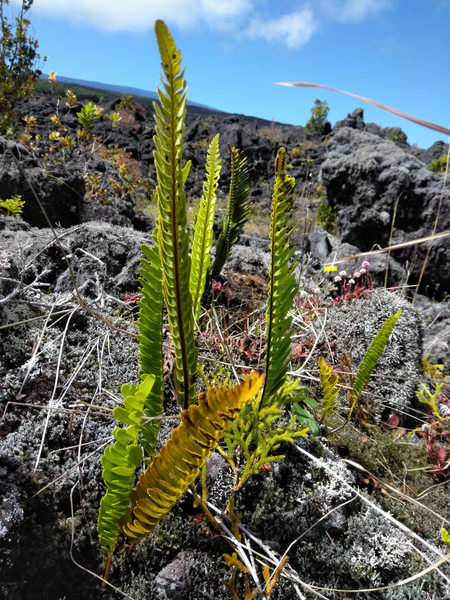 Botanical Society of America (@botanical_) on Twitter photo Lineage diversification & rampant #hybridization among subspecies explain taxonomic confusion in the endemic Hawaiian #fern #Polypodium pellucidum
New #AJB research by Jonas Mendez-Reneau, Joseph Richards, <a href="/njkooyers/">Nicholas Kooyers</a>, et al.
doi.org/10.1002/ajb2.1… #botany <a href="/wileyplantsci/">Wiley Plant Science</a> Lineage diversification & rampant #hybridization among subspecies explain taxonomic confusion in the endemic Hawaiian #fern #Polypodium pellucidum
New #AJB research by Jonas Mendez-Reneau, Joseph Richards, <a href="/njkooyers/">Nicholas Kooyers</a>, et al.
doi.org/10.1002/ajb2.1… #botany <a href="/wileyplantsci/">Wiley Plant Science</a>
