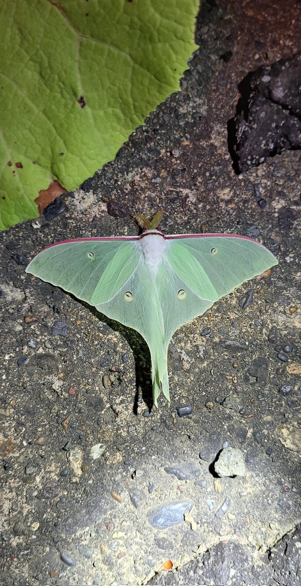 TAKKUN__46's tweet image. #このタグを見た人は黙って蛾をはる