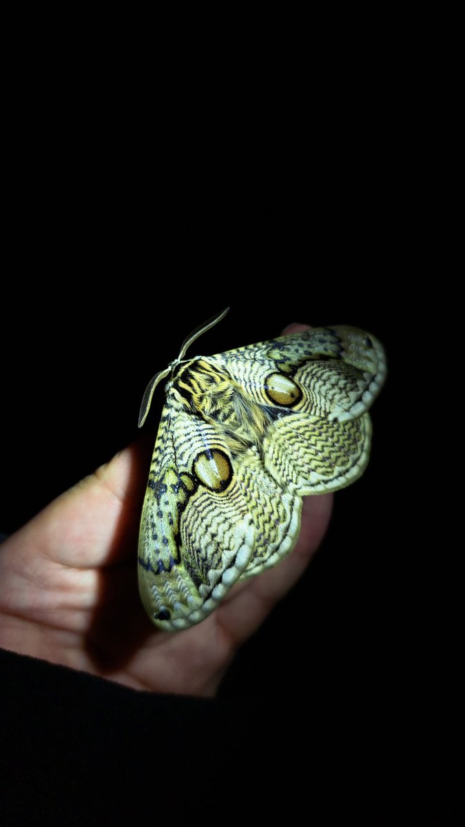 TAKKUN__46's tweet image. #このタグを見た人は黙って蛾をはる