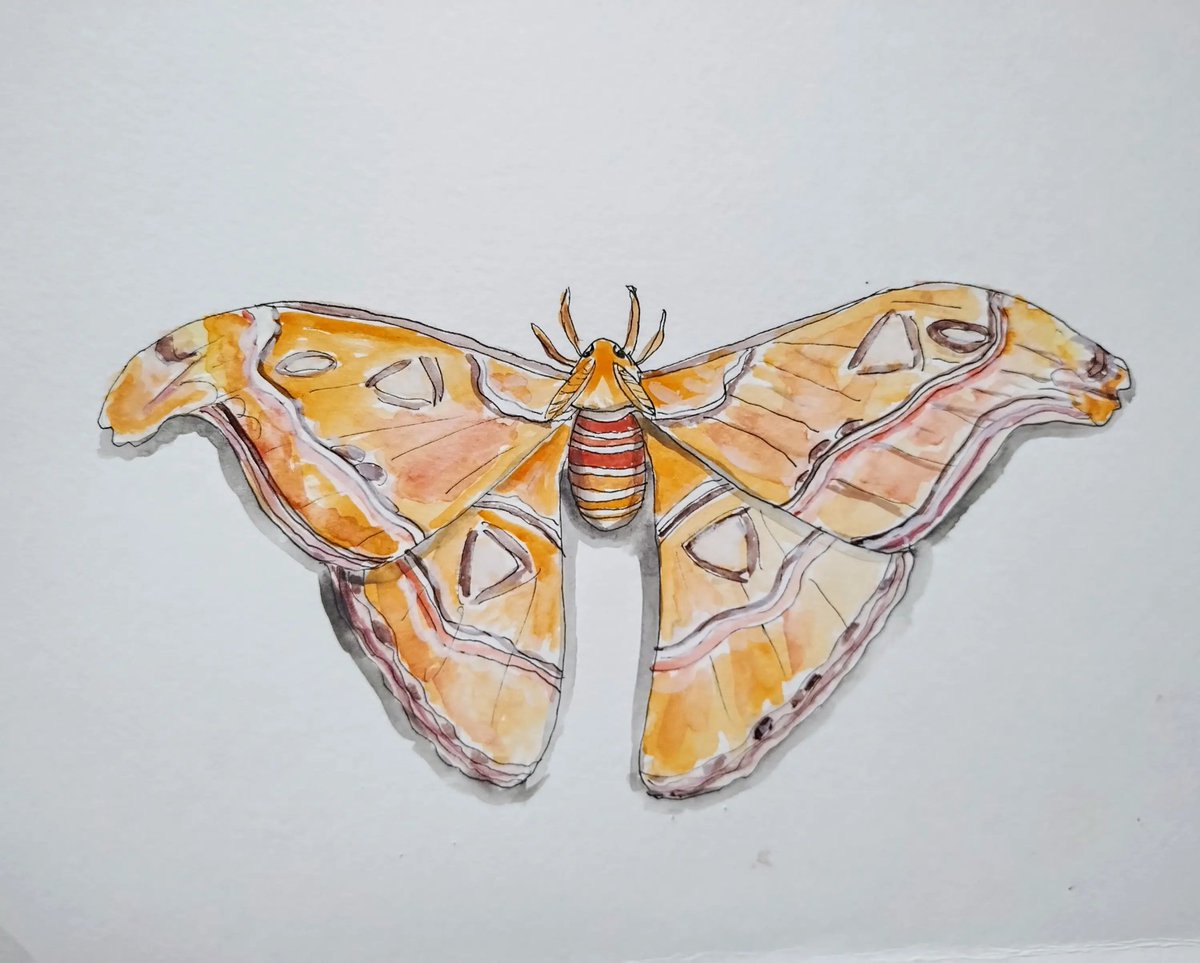 ksneathart's tweet photo. Final day of #Summerbuggin 🧡🤎🦋 Weird and wonderful. I chose the Atlas Moth having seen some in a butterfly house in Victoria. They're so big! Thank you to everyone who joined Ruth, Lisa and I. So many amazing insect creations! @caseybella3 @artyreg77 #summerbuggin24 #atlasmoth https://t.co/ESVSGK8CHb