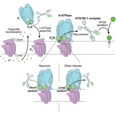Online Now: The V-ATPase/ATG16L1 axis is controlled by the V1H subunit dlvr.it/TBJt7J