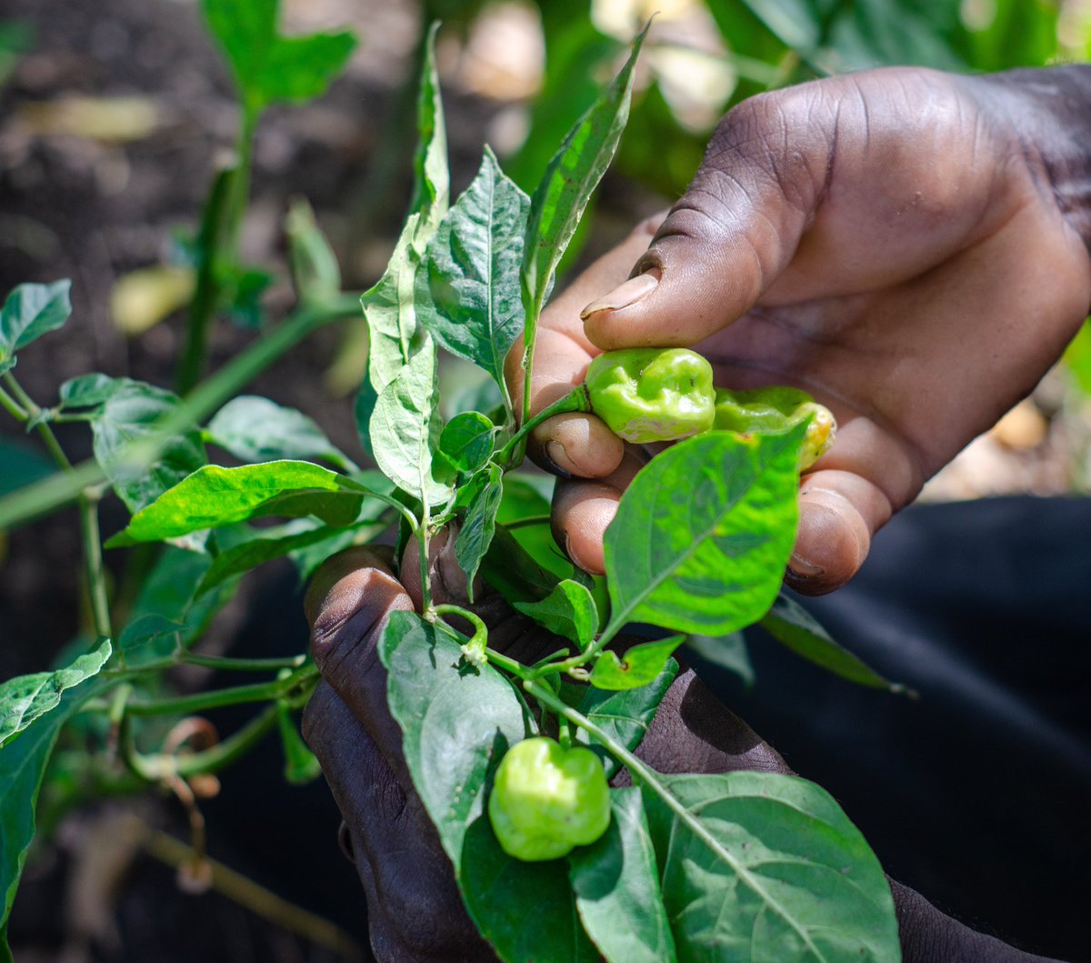 cdknghana's tweet image. Women farmers in the Northern region of Ghana are essential to food security and community well-being.

Read more here instagram.com/p/C-FvUYSKMAw/…

#CDKNGhana #CDKN #Knowledgebrokering #ClimateAction #LocalAdaptation #SustaianbleFuture #CommunityEmpowerment