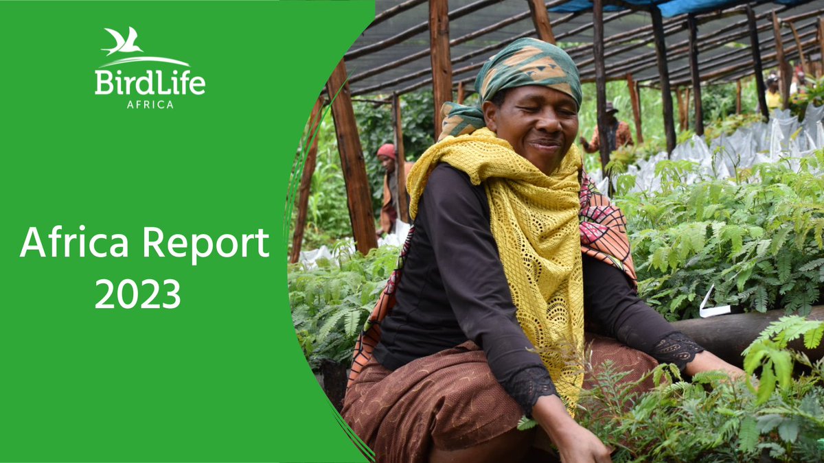 BirdLife Africa (@birdlifeafrica) on Twitter photo 🌍 In 2023, the BirdLife Partnership in #Africa made remarkable strides in conservation across the continent! Discover more inspiring stories and achievements in our 2023 Africa Report.🌿
🇬🇧📖: ow.ly/sQ9S50SO9bx
🇫🇷📖: ow.ly/7yb650SO9bz
#Conservation <a href="/BirdLife_News/">BirdLife International</a> 🌍 In 2023, the BirdLife Partnership in #Africa made remarkable strides in conservation across the continent! Discover more inspiring stories and achievements in our 2023 Africa Report.🌿
🇬🇧📖: ow.ly/sQ9S50SO9bx
🇫🇷📖: ow.ly/7yb650SO9bz
#Conservation <a href="/BirdLife_News/">BirdLife International</a>