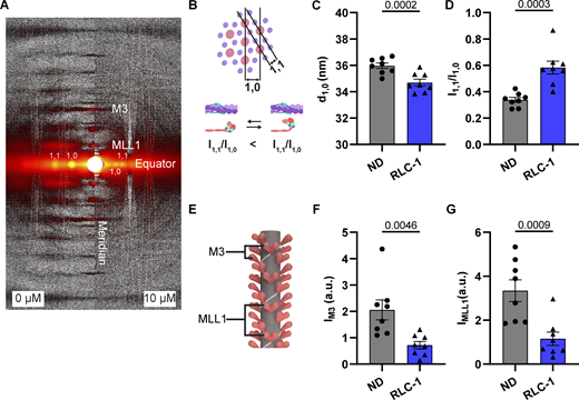Journal of General Physiology (@jgenphysiol) on Twitter photo Kristina Kooiker et al <a href="/UW/">University of Washington</a> investigate a novel cardiac #myosin inhibitor that depends on the presence of a myosin regulatory light chain (RLC-1). They show that RLC-1 destabilizes myosin interactions to inhibit force & accelerate kinetics in cardiac muscle hubs.la/Q02Jz4Sn0 Kristina Kooiker et al <a href="/UW/">University of Washington</a> investigate a novel cardiac #myosin inhibitor that depends on the presence of a myosin regulatory light chain (RLC-1). They show that RLC-1 destabilizes myosin interactions to inhibit force & accelerate kinetics in cardiac muscle hubs.la/Q02Jz4Sn0