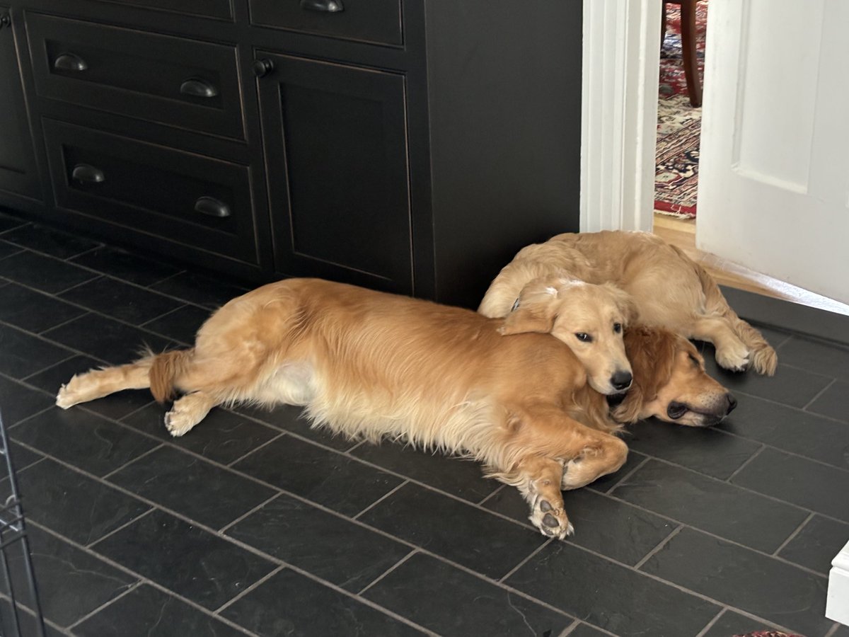 Who needs a pillow when you have a big sis?!  #GoldenRetriever