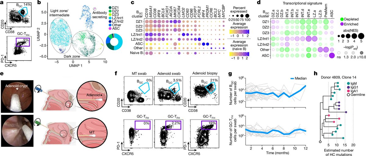 Immunological memory diversity of T and B resident memory cells and breakthrough infection changes in local IgA+ plasma cells/germinal centers in the human upper airway <a href="/Nature/">nature</a> <a href="/profshanecrotty/">Prof. Shane Crotty</a> <a href="/SydneyR56695845/">Sydney Ramirez</a> nature.com/articles/s4158…
