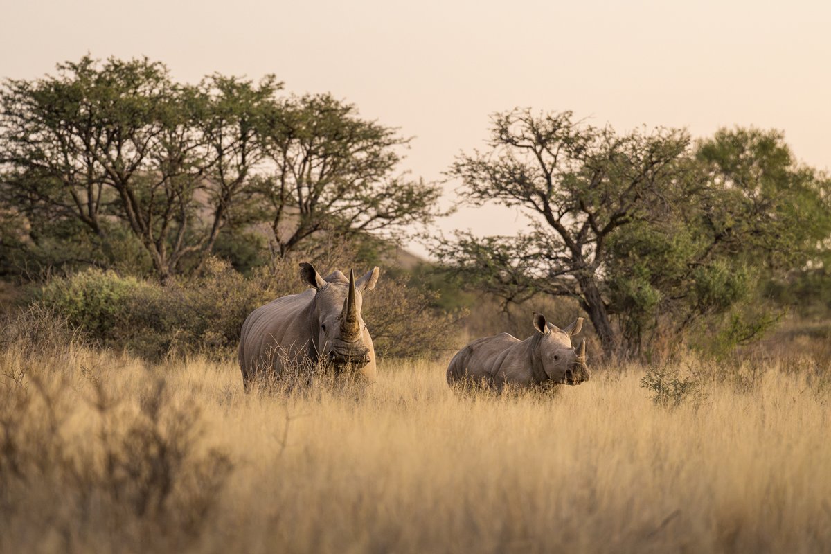 On #WorldRangerDay we salute the guardians who play such a significant role in protecting Africa's most underrated asset - biodiversity - patrolling conservation areas and wild places to protect wildlife, habitats, and fragile ecosystems.⁠ #Tswalu