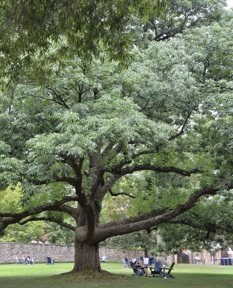 Georgetown University College of Arts & Sciences tweet media