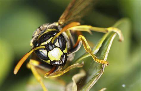 SaskCGA's tweet photo. Swat away those bugs before they bite! @redcrosscanada has tips on prevention &amp; treatment of bug bites. Go to https://t.co/grOPhkXBuI
#beatthebite
#besafeSK
#firstaid https://t.co/pexOS74z4N