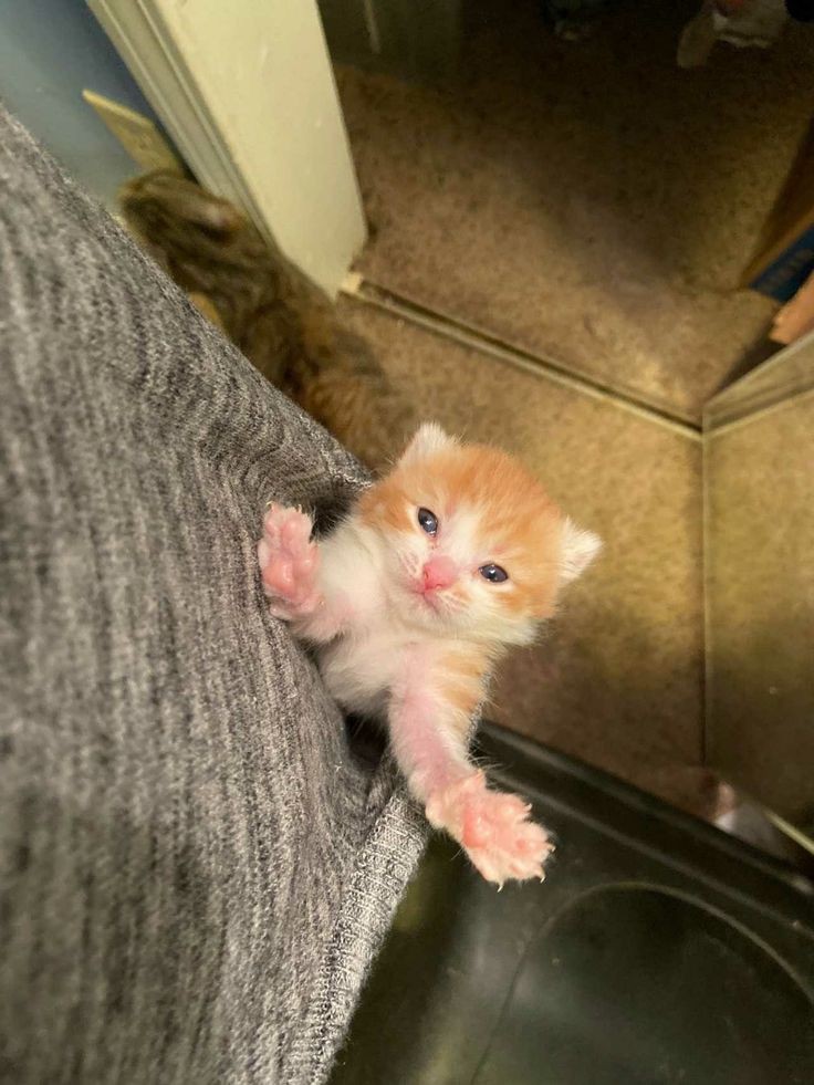 smol silly cat tweet media