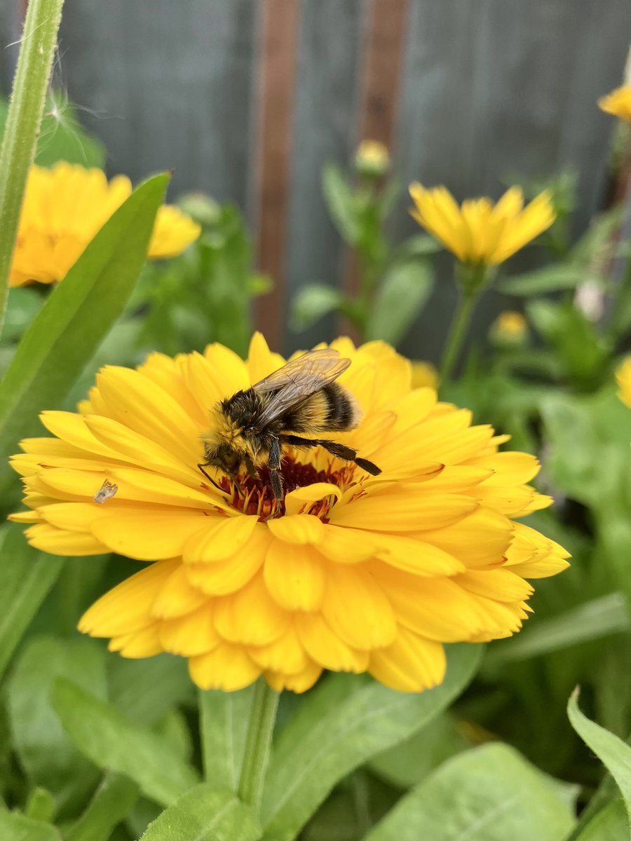 CEA_NIRL's tweet photo. This little guy was on his last legs laying on a brick so gave him some sugar water + after a while, placed him on a marigold for some nectar… save the bees!!! 🤜🤛 https://t.co/04PCnec7WD