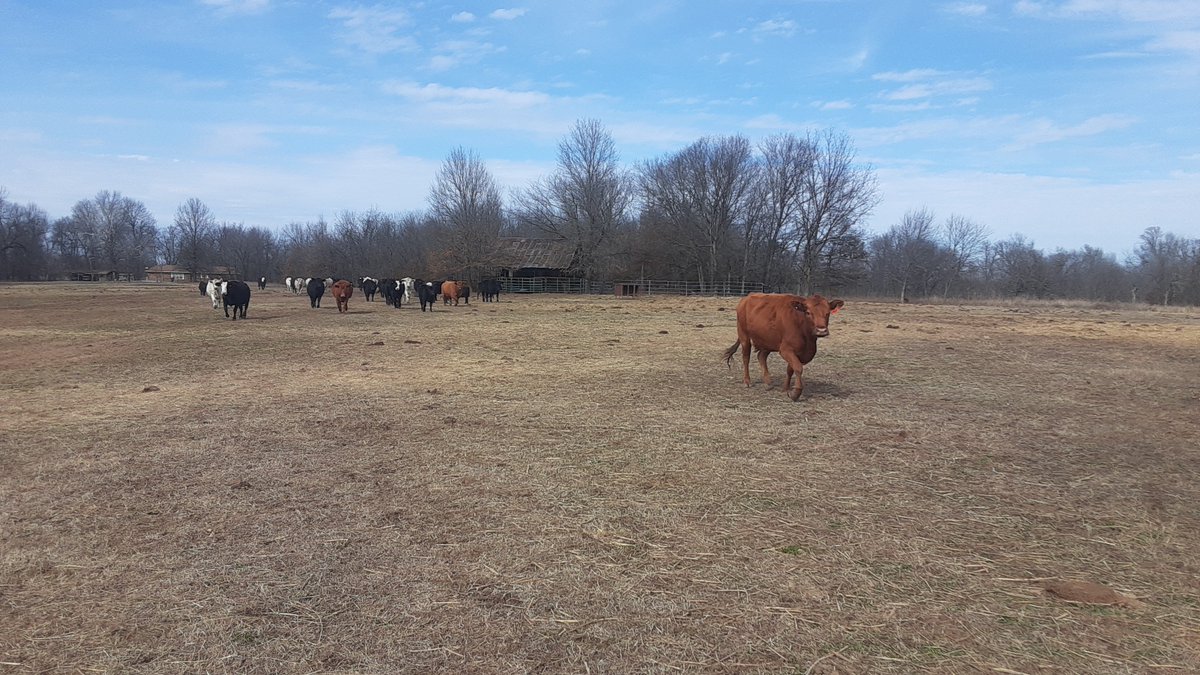 therealjStrikes's tweet photo. This is the 3rd pasture across the road from the farmhouse. 70ish cows in there https://t.co/bTBalK1D4H