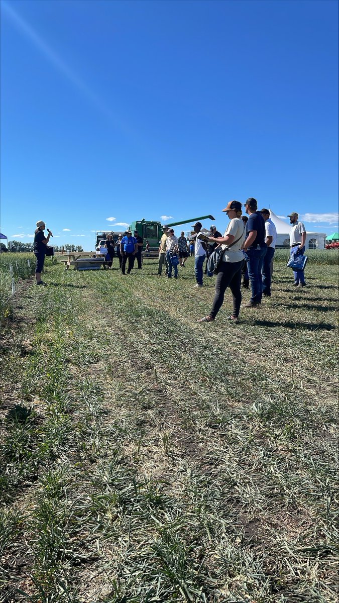 Alberta Grains tweet media