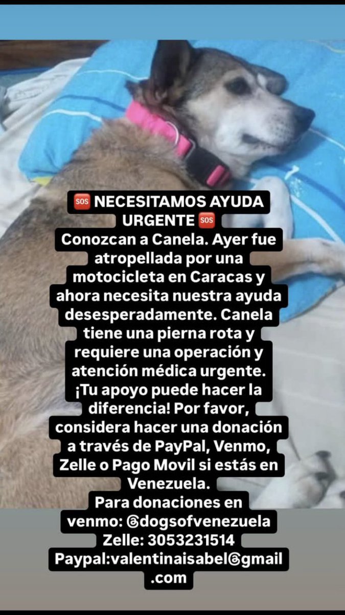 El domingo 28 de julio, la perrita de mi vecina, Canela, fue atropellada por una moto que se dio a la fuga. Canela no puede caminar ni hacer pipí, necesita una operación. Sé que estamos en momentos difíciles pero ellos también nos necesitan, por favor difundir la información