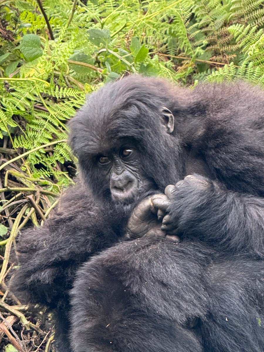 Samuel Gahigi (@sgahigi) on Twitter photo Amazing gorilla trekking today <a href="/VolcanoesPark/">Volcanoes Park</a>. Kudos to a professional guide and team of rangers from <a href="/RDBrwanda/">Rwanda Development Board</a>.
#VisitRwanda🇷🇼 #TemberaURwanda Amazing gorilla trekking today <a href="/VolcanoesPark/">Volcanoes Park</a>. Kudos to a professional guide and team of rangers from <a href="/RDBrwanda/">Rwanda Development Board</a>.
#VisitRwanda🇷🇼 #TemberaURwanda