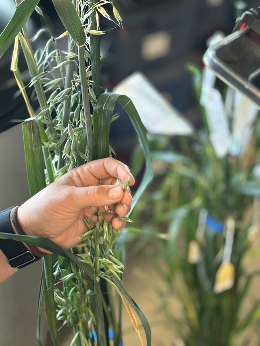 A closer look at oat crossing <a href="/AAFC_Canada/">AAFC Canada</a> Oat and Wheat Tour <a href="/OatGrowers/">Prairie Oat Growers Association</a> <a href="/KirbyNilsen/">Kirby Nilsen</a>