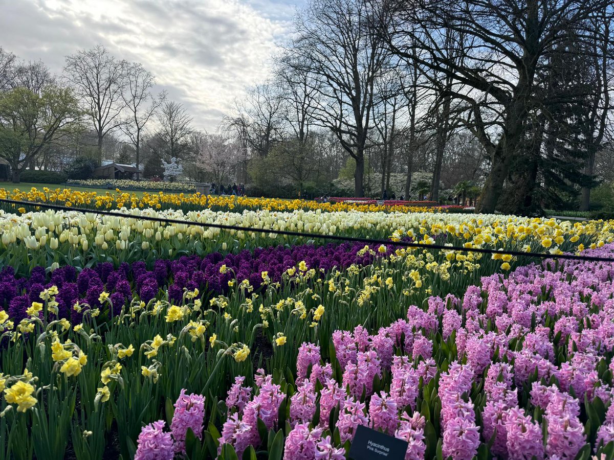 Having my own "Tulip Mania" moment in the beautiful Keukenhof Garden, Amsterdam.🌷
 
I was fascinated to learn about the vibrant history of these flowers, which were considered more valuable than gold in 17th century Netherlands!

Today, the stunning tulip gardens continue to