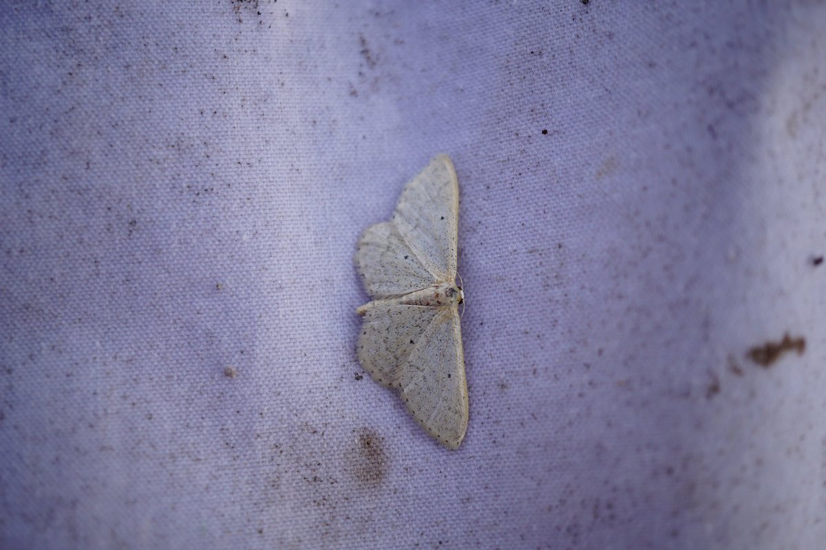 James Cartwright (@jameswjcart) on Twitter photo 92 of 24 spp. in my heathland moth trap on Tuesday morning. Great to see so many beautiful yellow underwings with a couple of drinkers. Please can I check this dotted border wave <a href="/MOTHIDUK/">UK Moth Identification</a>? Got to love an elephant hawker too <a href="/DorsetWildlife/">Dorset Wildlife Trust</a> <a href="/BC_Dorset/">BC Dorset π¦</a> <a href="/DorsetMoths/">Dorset Moths</a> <a href="/BritishMoths/">British Moths</a> 92 of 24 spp. in my heathland moth trap on Tuesday morning. Great to see so many beautiful yellow underwings with a couple of drinkers. Please can I check this dotted border wave <a href="/MOTHIDUK/">UK Moth Identification</a>? Got to love an elephant hawker too <a href="/DorsetWildlife/">Dorset Wildlife Trust</a> <a href="/BC_Dorset/">BC Dorset π¦</a> <a href="/DorsetMoths/">Dorset Moths</a> <a href="/BritishMoths/">British Moths</a>
