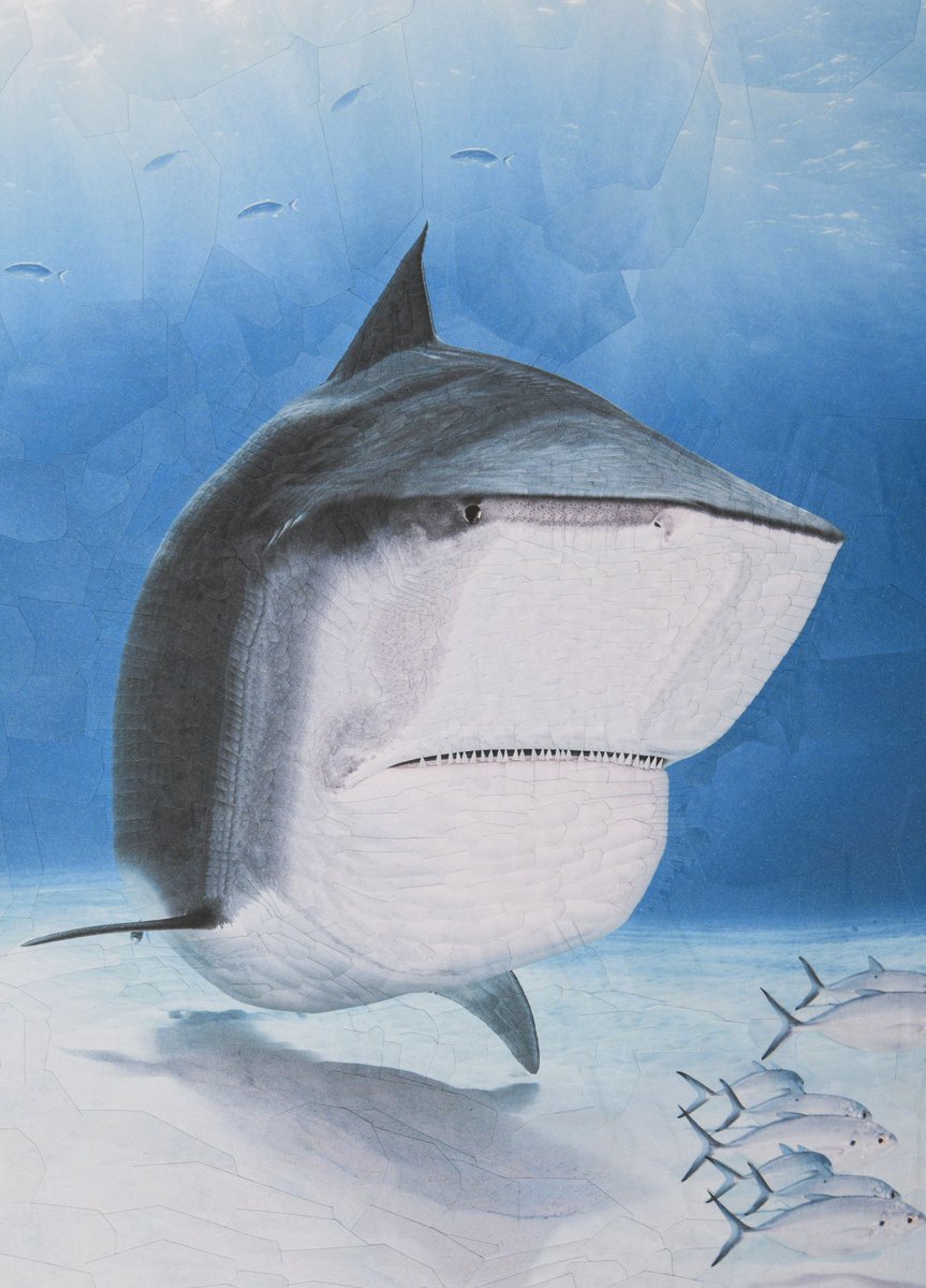 Shark for <a href="/NewYorker/">The New Yorker</a> with AD Supriya Kalidas