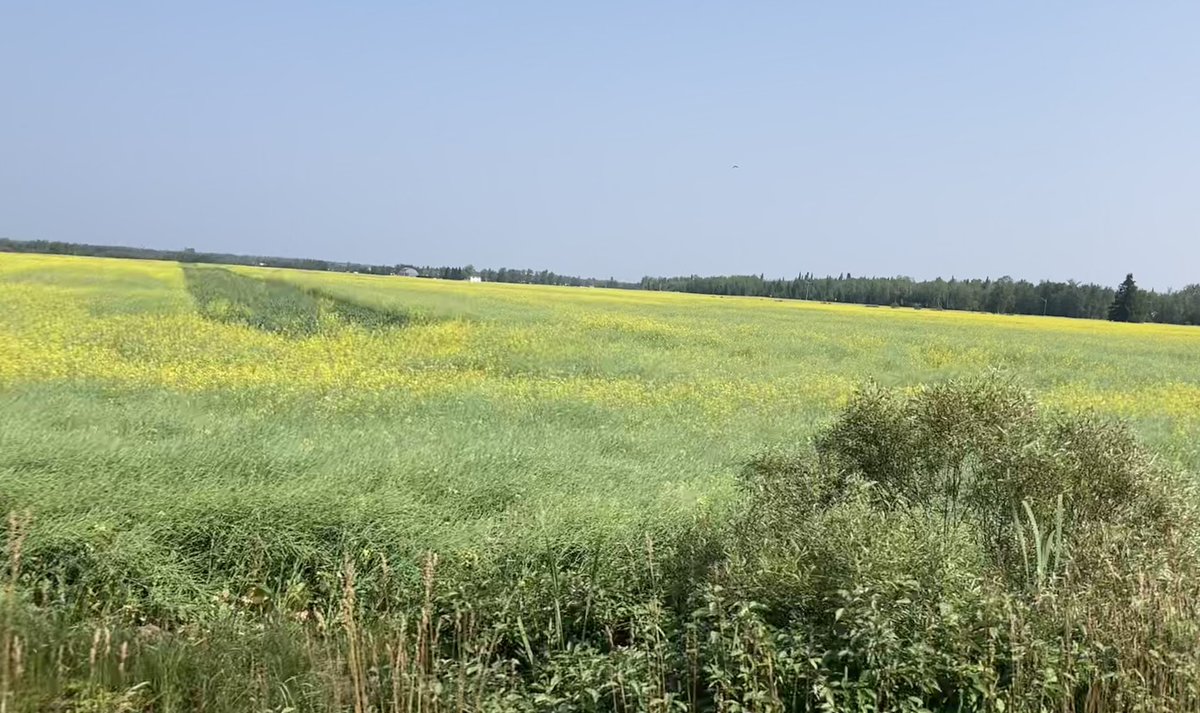 LeanderCampbell's tweet photo. In Hearst spotted a field of canola with a strip of soybeans running through it. And a forage mixture of alfalfa and grass. #ontag #cropmap24 https://t.co/0dHNyu9VQN
