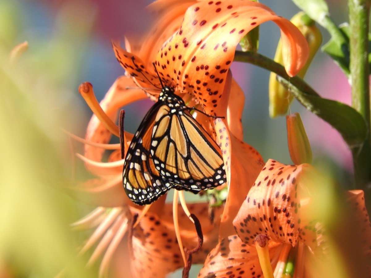 javaman35's tweet photo. The Monarch butterflies are back in Kamloops #Kamloops #Monarch #butterfly https://t.co/XcIk3NLPQ8