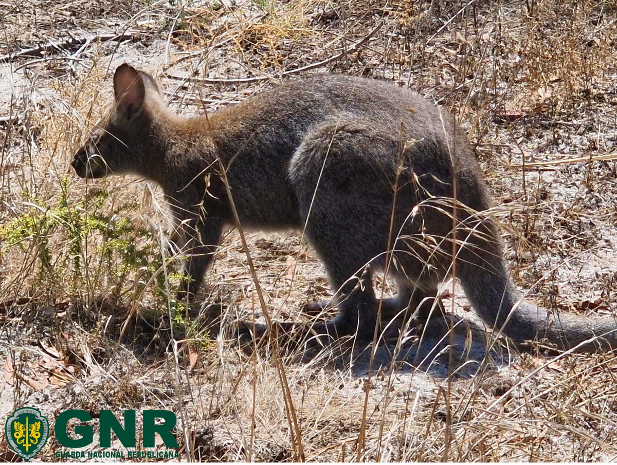 Recuperámos um canguru (Wallaby), na localidade da Aroeira, no concelho de Almada shorturl.at/wEsEk