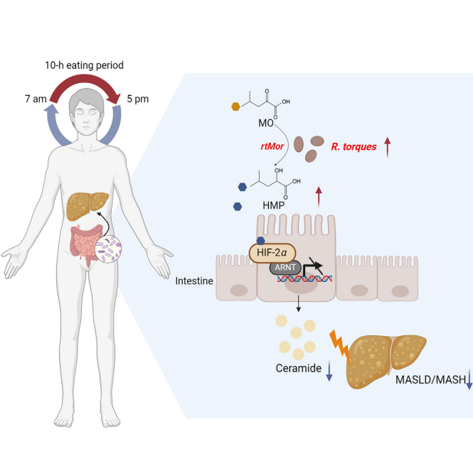 montypal's tweet photo. Interesting interplay between #microbiome & #HIF2 pathways. Any implications for #kidneycancer, perhaps in the context of #belzutifan therapy? Could the effect of R. torques extend beyond the gut? Food for thought (pun intended). @mzugman @ReginaBarCar @NazliDizman @yunroseli https://t.co/pgU0BWJRSw