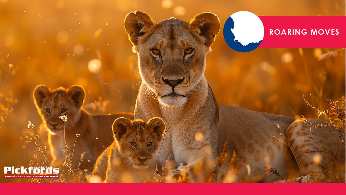 PickfordsSA's tweet image. Moving in Mzansi? Pick Pickfords for a ROAR-some adventure! We'll handle your move with lionhearted care.
pickfords.co.za/contact/
#pickpickfords #semigration #movinghouse #internationallionday