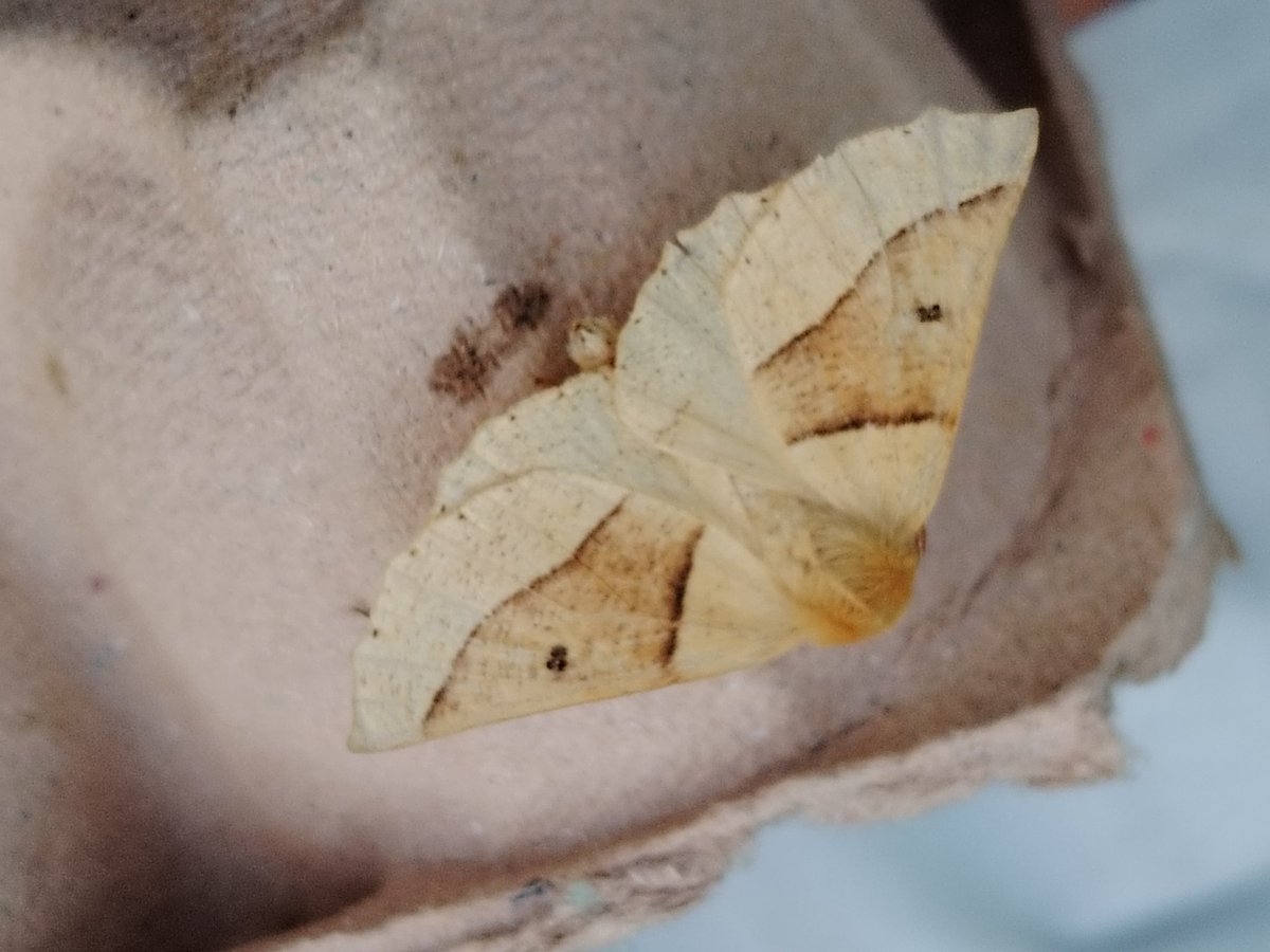AilinKee's tweet photo. Garden moth trap continues on upward trend, 60 moths of 41 species. Still checking through ID. Lots of micros. #mothmatters https://t.co/JvbDjOfXl0