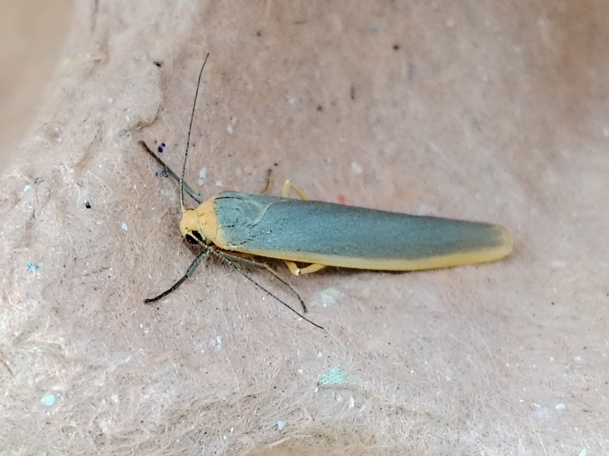 AilinKee's tweet photo. Garden moth trap continues on upward trend, 60 moths of 41 species. Still checking through ID. Lots of micros. #mothmatters https://t.co/JvbDjOfXl0