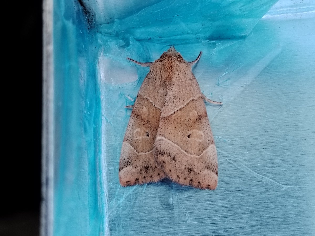 AilinKee's tweet photo. Garden moth trap continues on upward trend, 60 moths of 41 species. Still checking through ID. Lots of micros. #mothmatters https://t.co/JvbDjOfXl0