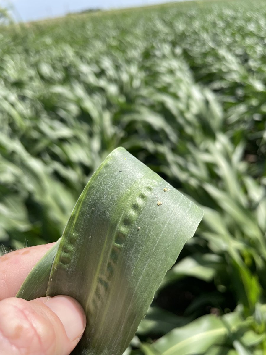 Jeff Seiler tweet media