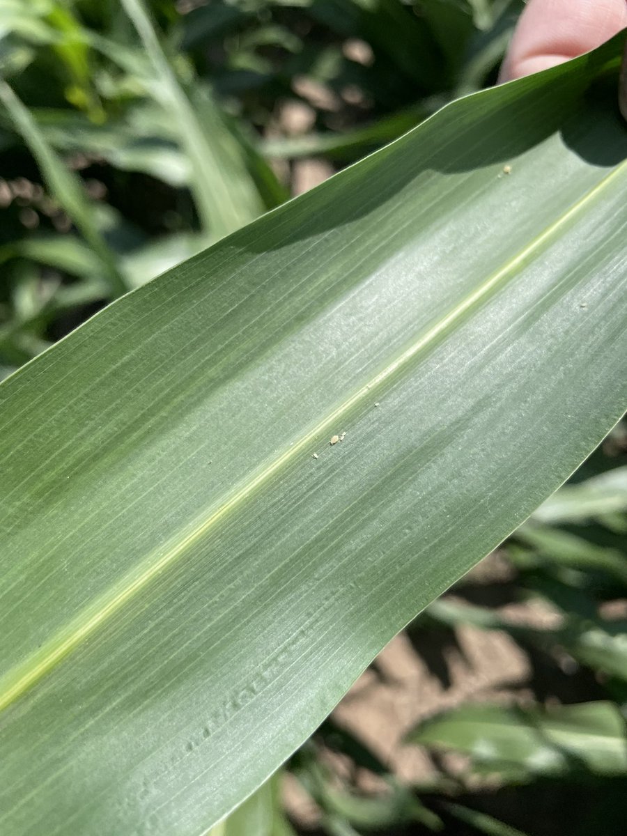 Jeff Seiler tweet media