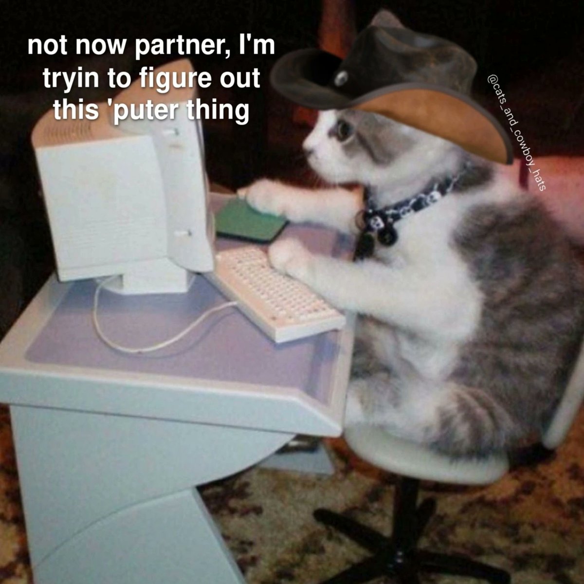 Cats And Cowboy Hats (@cowboycats) on Twitter photo 