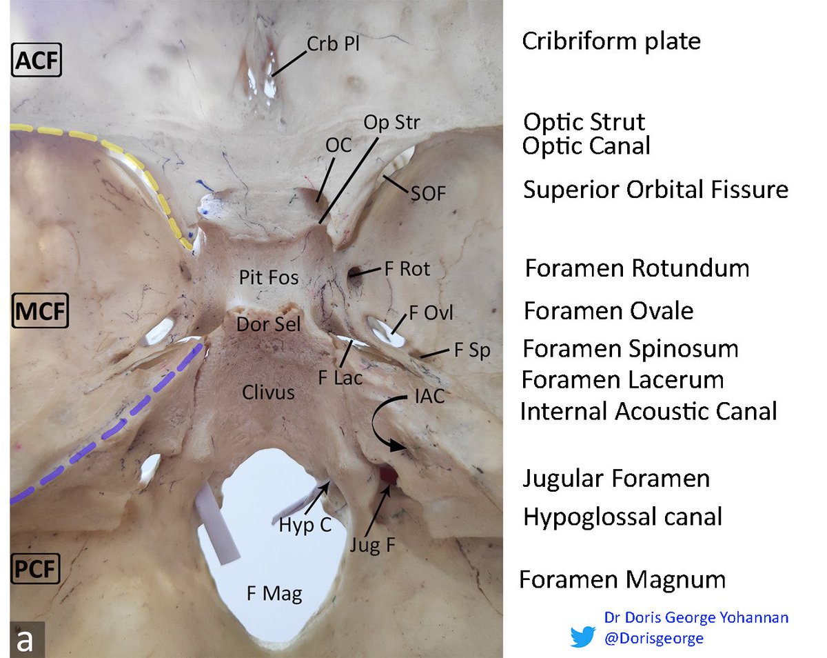 Skull base foramen and traversing anatomy