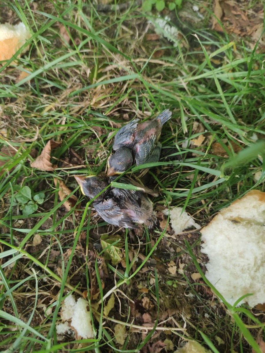 JStiegelmann's tweet photo. @VINCIAutoroutes : possible svp d’aller chercher deux oisillons par terre sur l’aire de repos des 17 setiers dans le 28 sur l’A11? 
#oiseau #lpo #sauvetageanimal https://t.co/3gyw1BNq2f