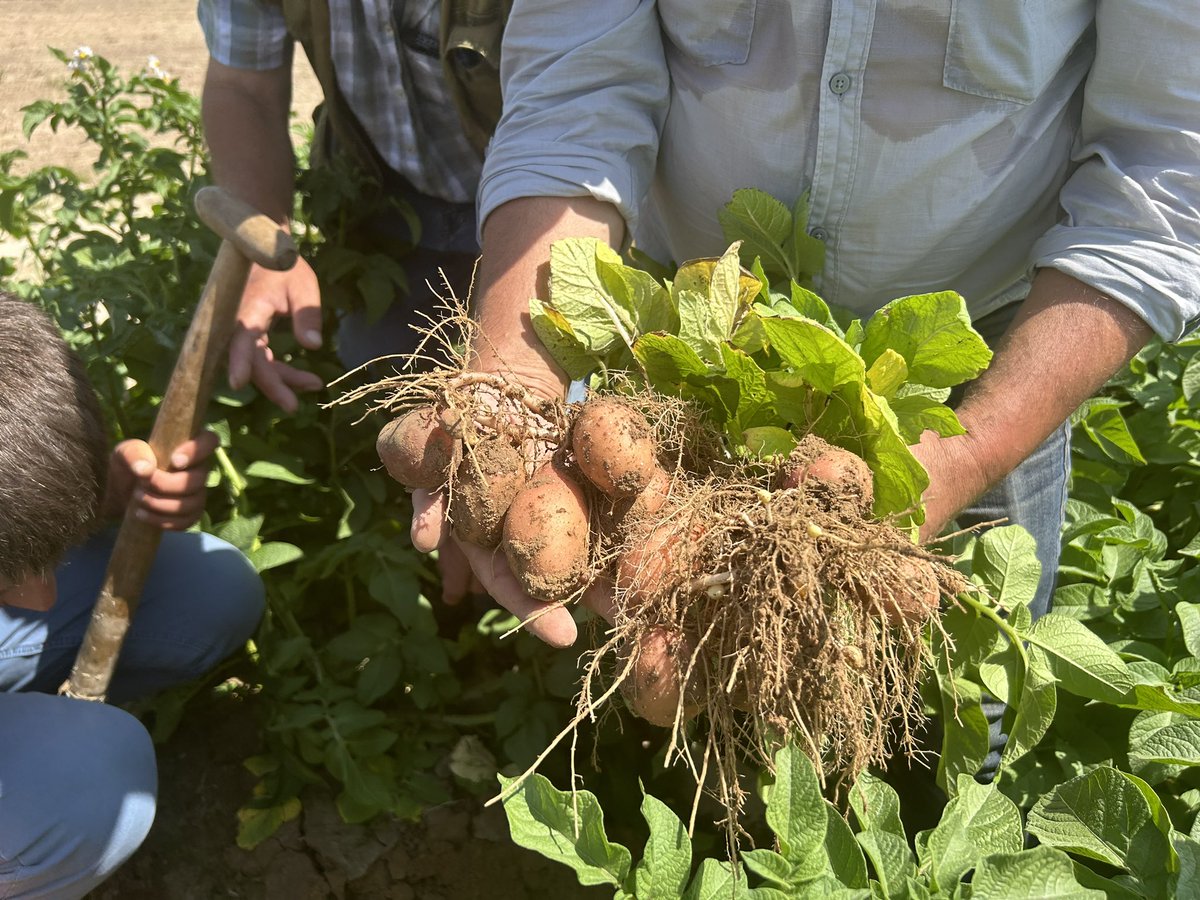 AgriKyiv's tweet photo. Recently we visited the project Rebuilding Potato Ukraine  near Chernihiv. An initiative of @sayagrico &amp; @APHGroup. The investment into drip irrigation, storage, machinery &amp; training for #potato growers is supported by 🇳🇱 government 1/2 https://t.co/htIdf4V6we
