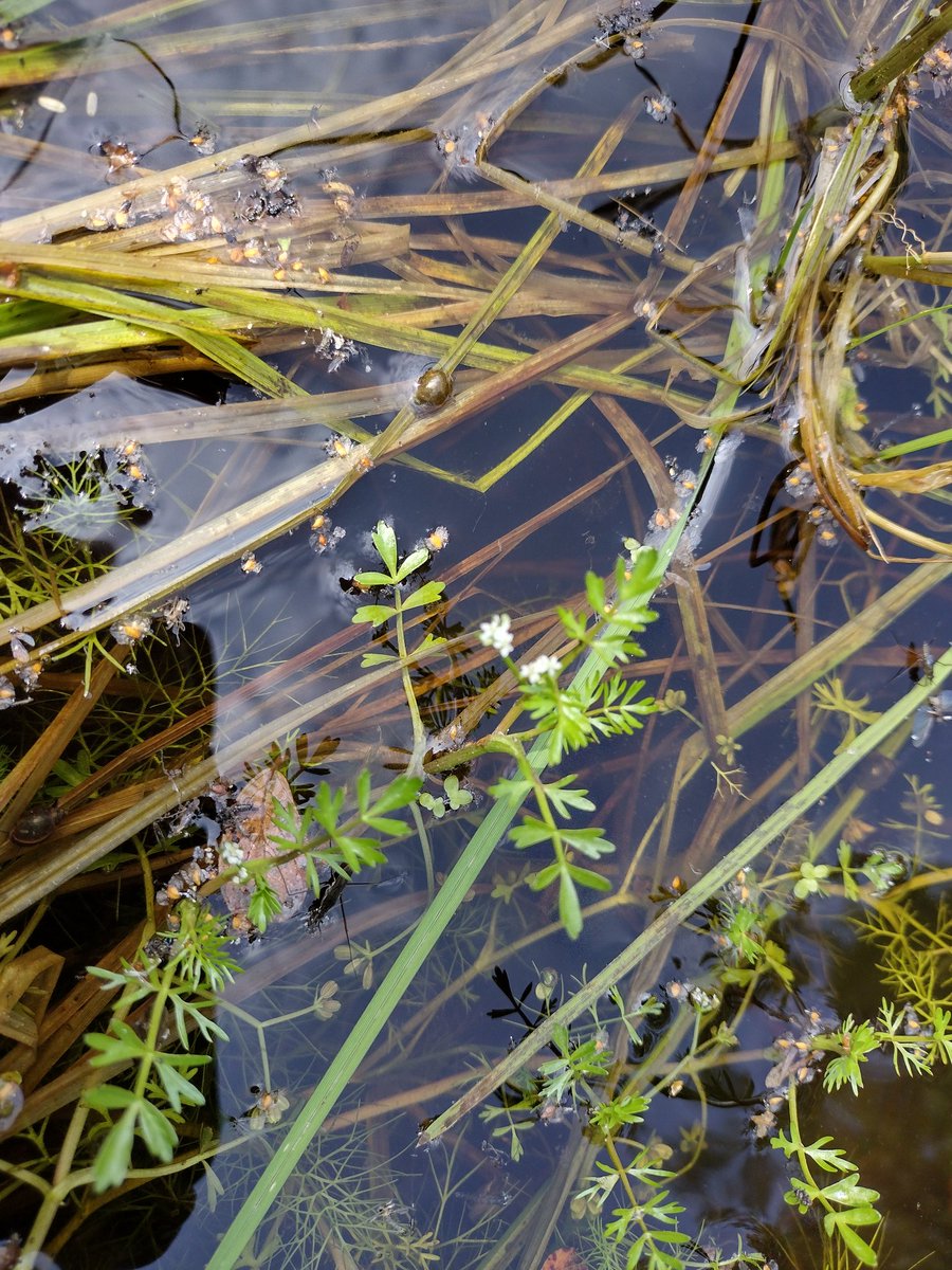 Debbie Alston (@debbie1alston) on Twitter photo A great day at Iping Common with <a href="/Sussex_Botany/">Sussex Botanical Recording Society</a> today - a number of good plants seen including Oblong-leaved and Round-headed sundew and Lesser marshwort A great day at Iping Common with <a href="/Sussex_Botany/">Sussex Botanical Recording Society</a> today - a number of good plants seen including Oblong-leaved and Round-headed sundew and Lesser marshwort