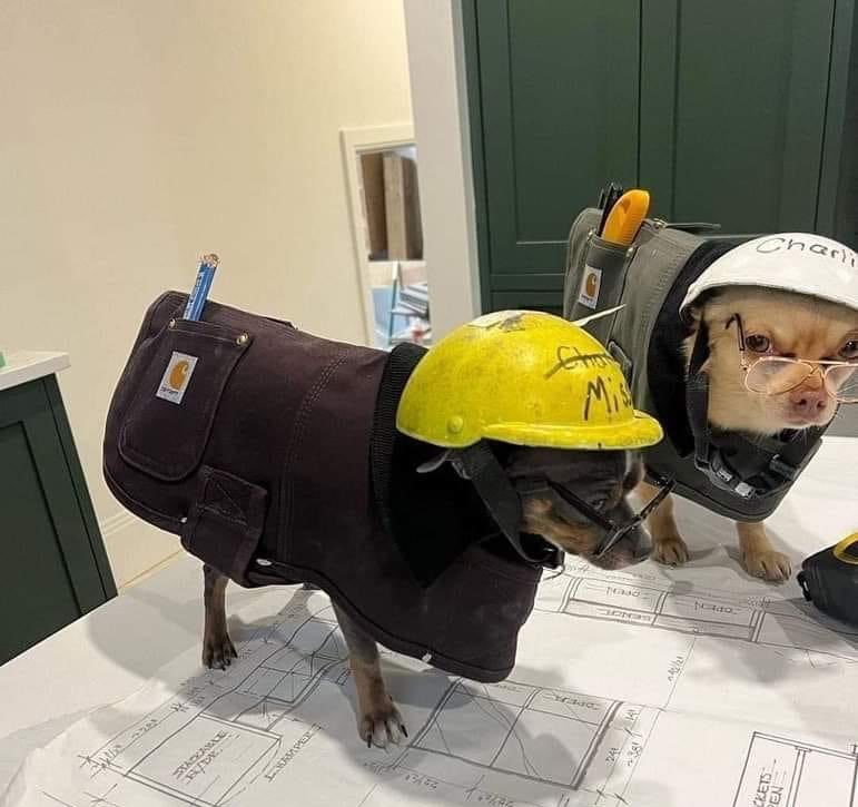 DiloConPerritos's tweet image. Efectivamente mi arqui, la construcción está en obra gris…