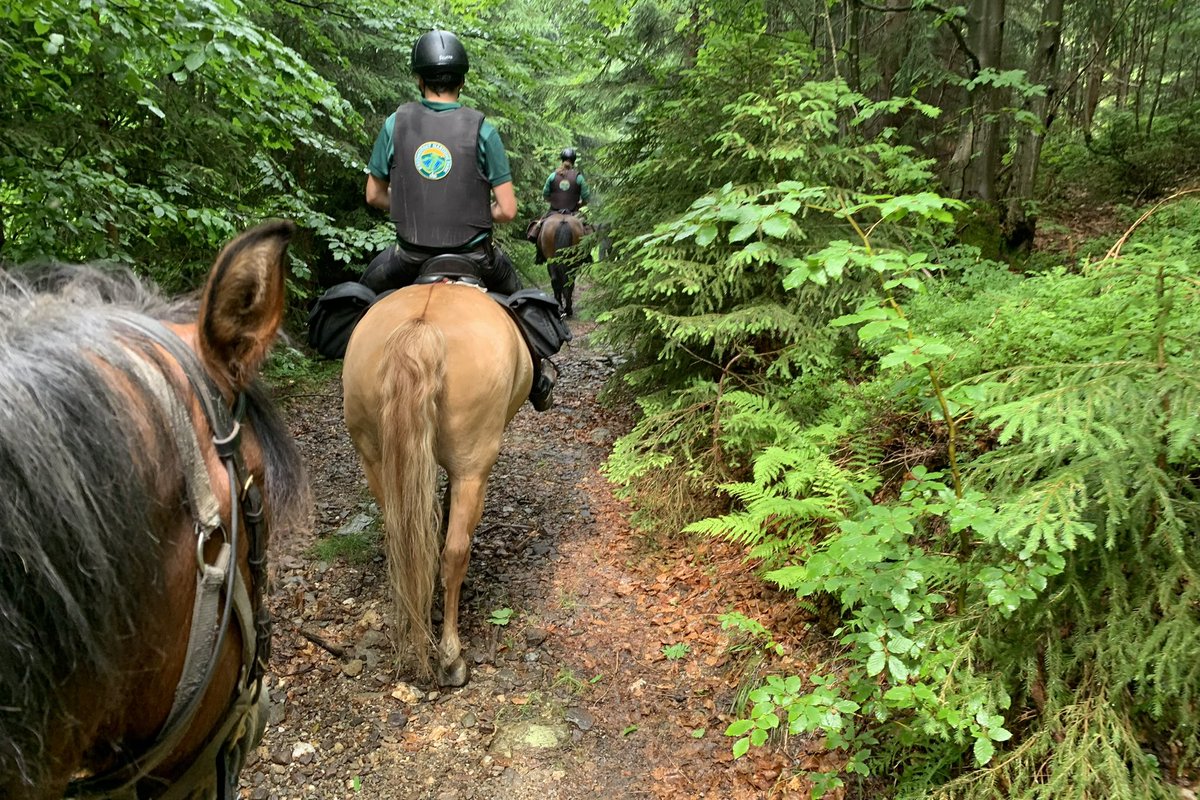 Robin Böhnisch tweet media