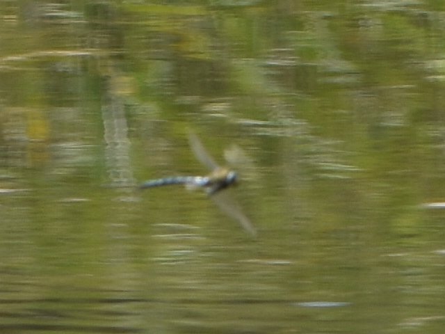 Stopped by Silverlake for the Scarlet Darters - a great site! Also saw 4 Lesser Emperors (3m, 1f) and 1 Southern Migrant Hawker (1m)