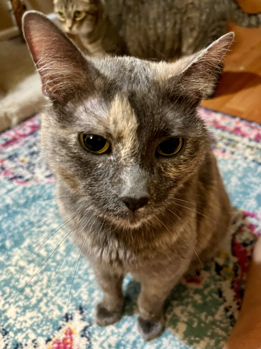 Lisa Tatonetti tweet media