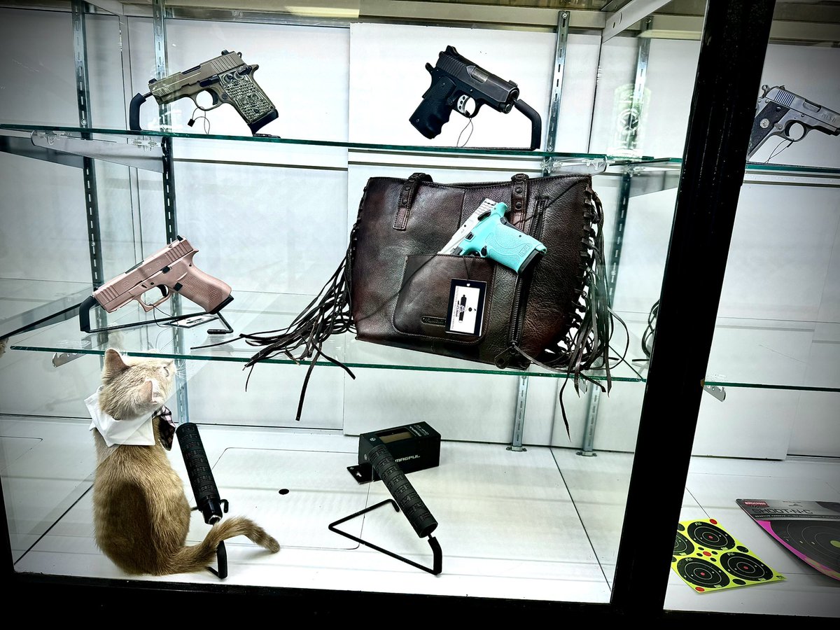Minutemanord's tweet photo. Glock, Sig, Kimber, or Smith&amp;Wesson? 
#cats #glock #sig #kimber #smithnwesson https://t.co/OoLrLEeSrU